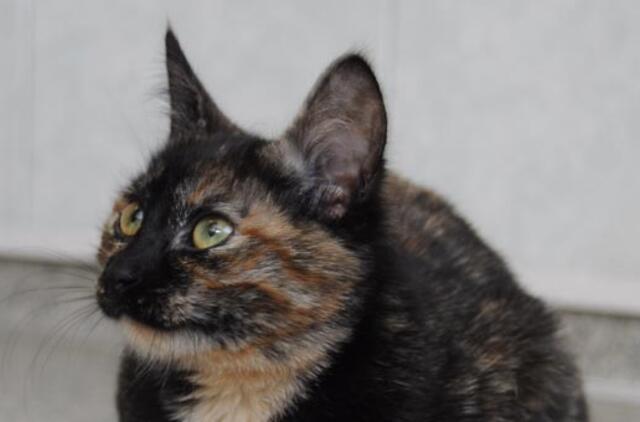 Dar vienas Klaipėdos katinas tapo sadisto auka