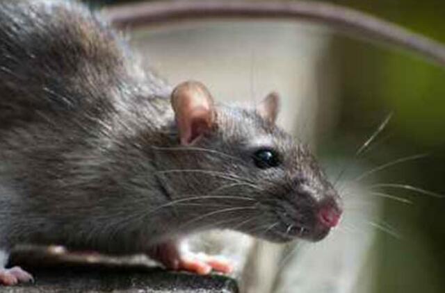 Irano sostinė kovoja su milžiniškų žiurkių-mutančių antplūdžiu (foto)