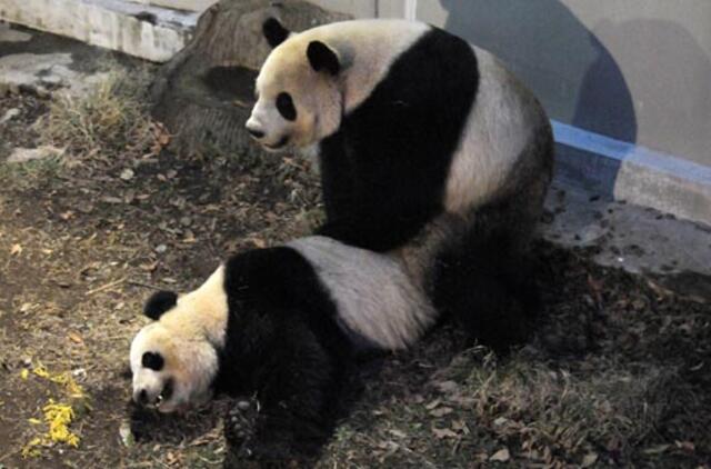 Japonus pradžiugino žinia apie pandų porelės meilės žaidimus