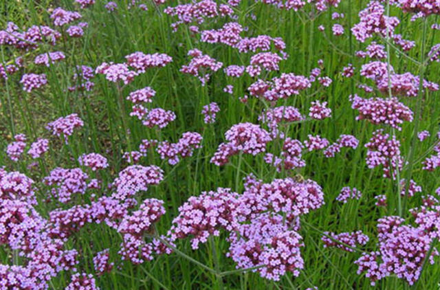 Kovas: sodas bunda po žiemos