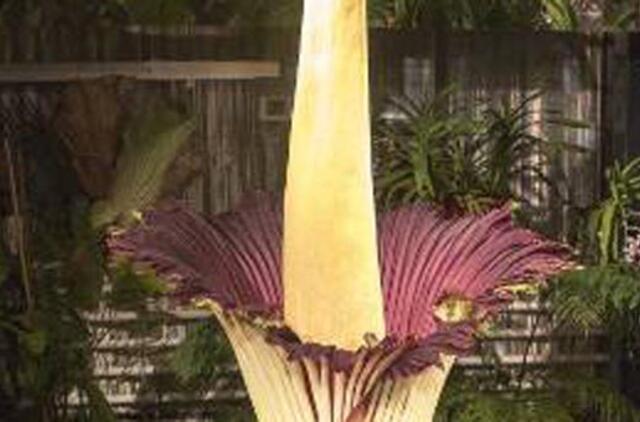 Kretingoje pražydo dvokianti gėlė