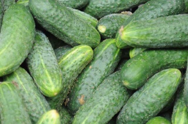 Neįkandami lietuviški agurkai atpigs po Velykų