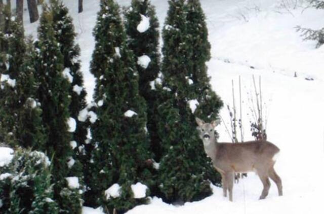 Nidoje niekas negali nušauti stirnos