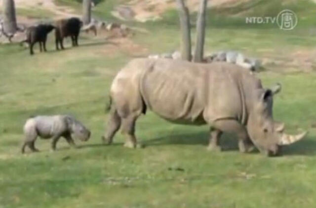 San Diego zoologijos sodo darbuotojai džiaugiasi raganosių jaunikliu