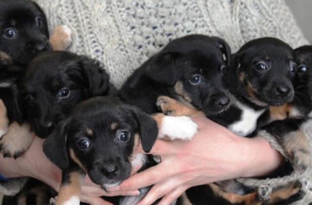 Siūloma sugriežtinti atsakomybę už žiaurų elgesį su gyvūnais