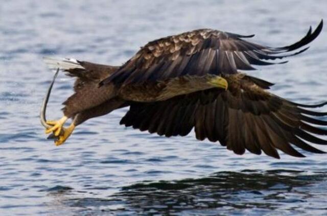 Skraidyklė mokosi medžioti iš erelių