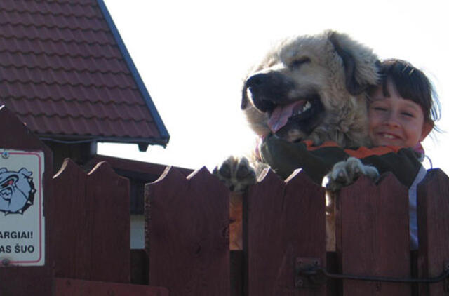 Agresyvių šunų augintojai mokytis neskuba