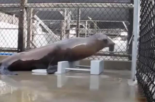 Jūrų liūtas sugeba šokti pagal mėgstamos dainos ritmą (video)
