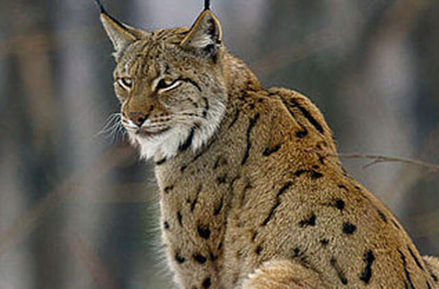 Kilpon pakliuvusią lūšį gelbėjo penki vyrai