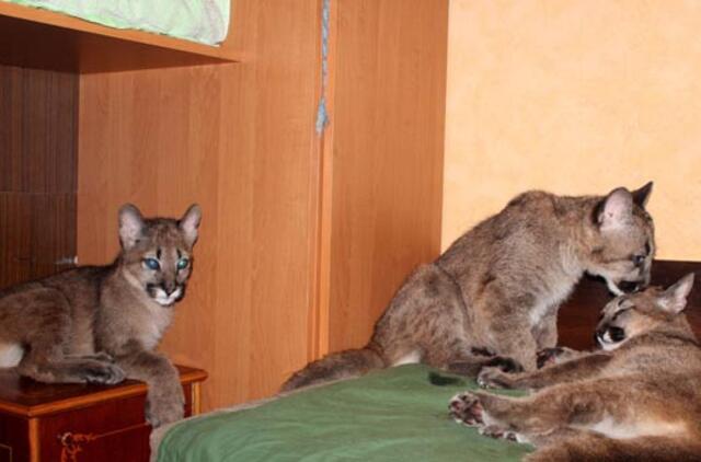 Klaipėdietė savo bute laiko tris pumų jauniklius