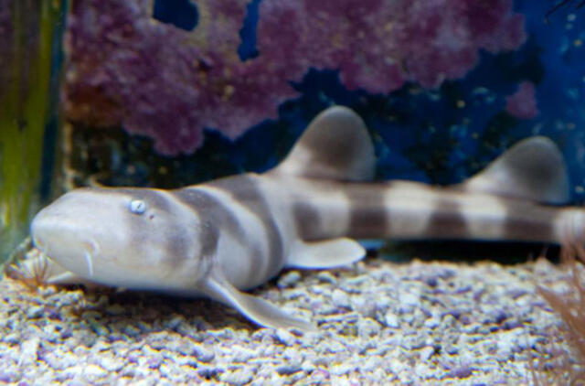 Lietuvos Jūrų muziejuje apsigyveno rykliukas