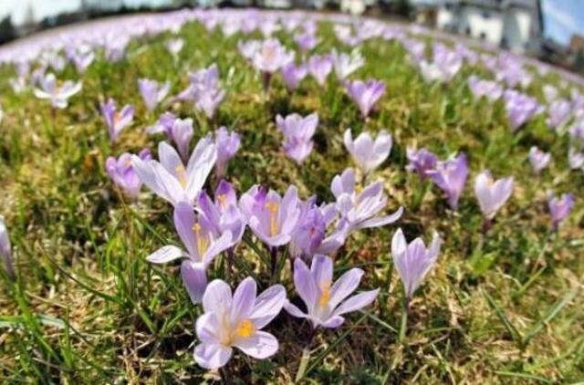 Sinoptikė: "Savaitgalis bus visai neprastas"