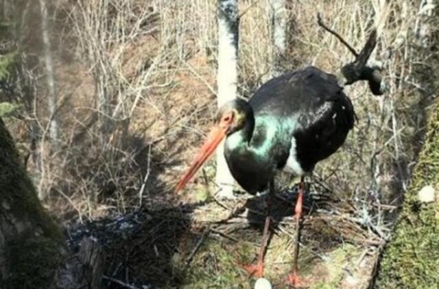 Tiesiogiai iš miško – juodasis gandras, meška ir pelėda