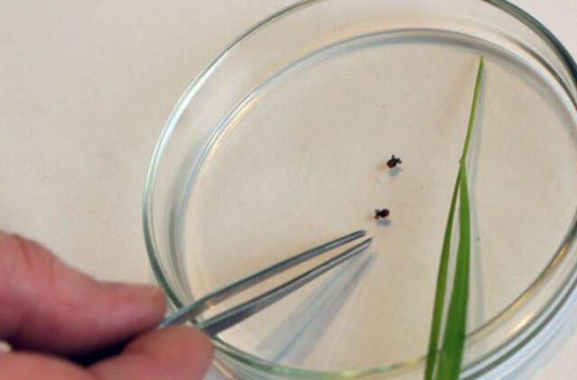 Atšilus orams, bunda ir erkės