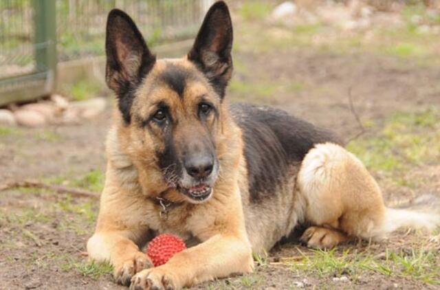 "Būk mano draugas". Bagyra