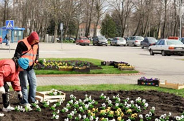 Kretingoje - tūkstančiai našlaičių žiedų