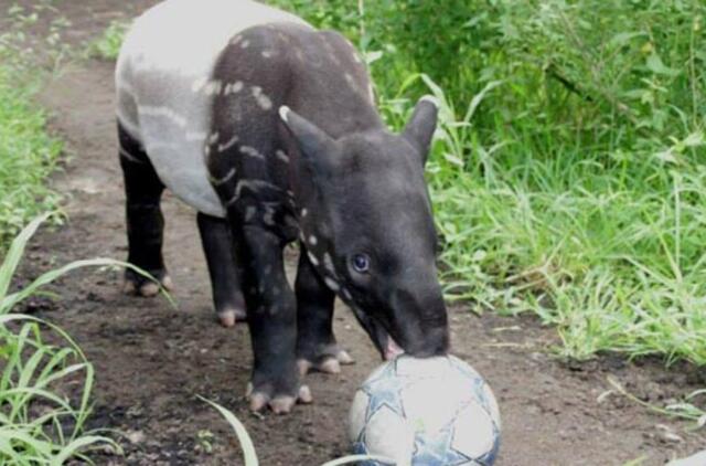 Tapyras Baru: Čempionų lygą laimės Dortmundo "Borussia"!