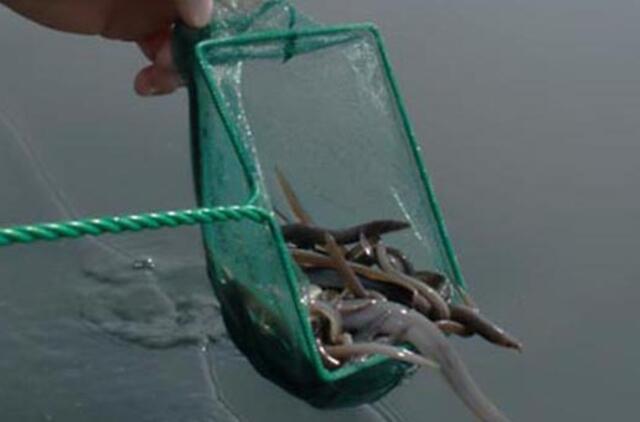 Draudžiamu įrankiu gaudęs žuvis tauragiškis turės sumokėti per 2 tūkst. litų