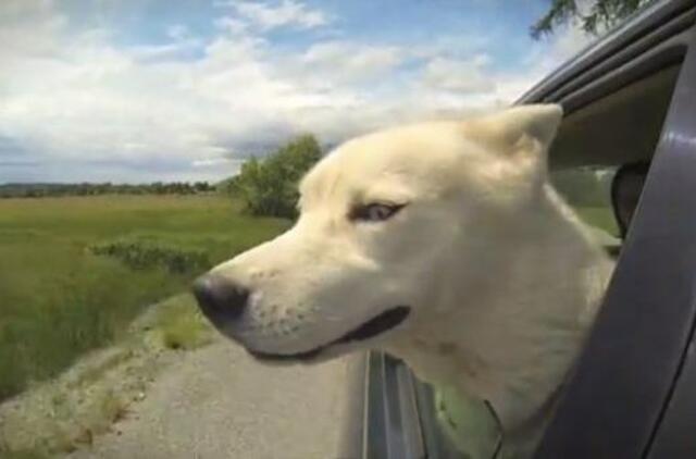 Įamžinti vėju besimėgaujantys šunys