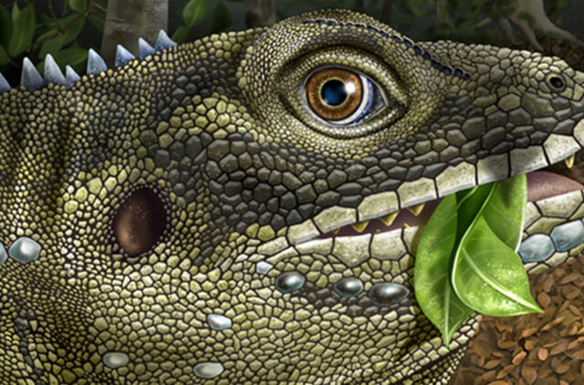 JAV roko legendos Džimo Morisono vardu pavadintas driežas