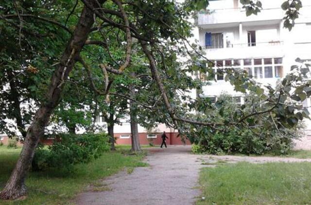 Pavojingai pasviręs medis niekam neįdomus