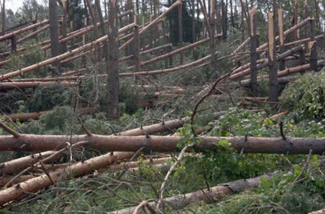 Seimas paspartino valstybinių miškų kirtimą?