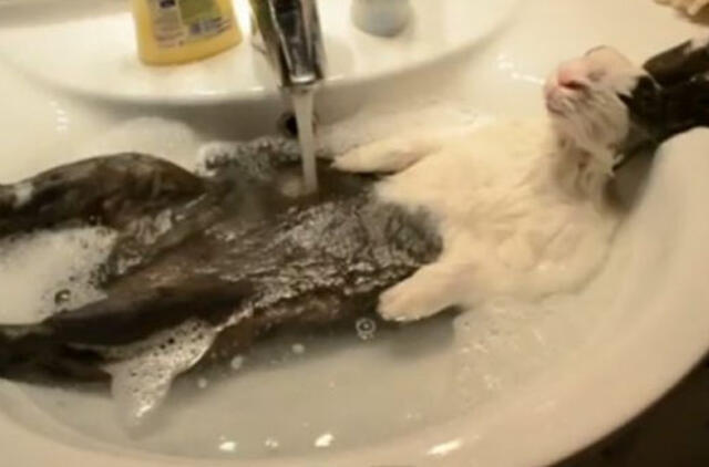 Triušis per maudynes užmigo kriauklėje