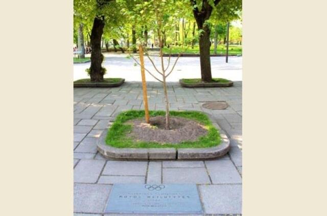 Kaune nuniokota Rūtos Meilutytės liepa, ieškomi liudininkai