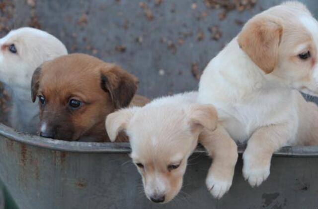 Mielos gyvūnų jauniklių nuotraukos didina darbo produktyvumą