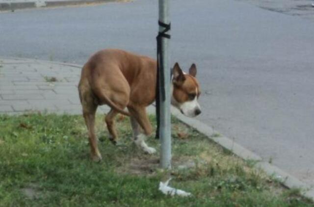 Mikrorajono gyventojus gąsdino paliktas kovinis šuo