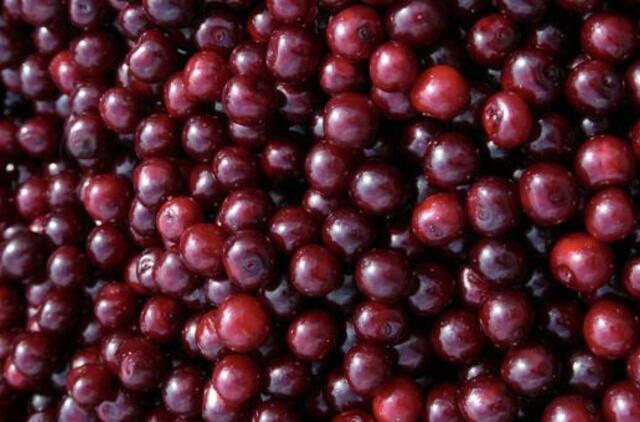 Žagarės vyšnių festivalyje karaliauja kaliausės