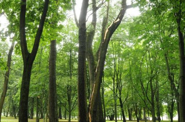 Žaibai nuniokojo parko medžius