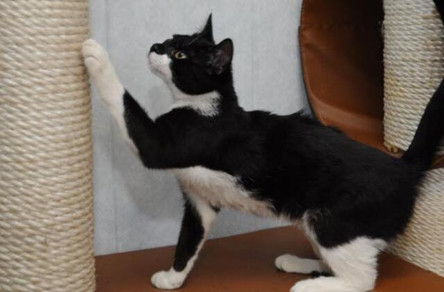 Ar kačių aktyvumas nakties metu - normalus reiškinys?