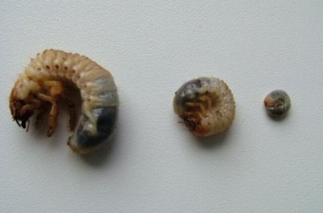 Grambuolių lervos puola: milijonai visa graužiančių kirmėlių