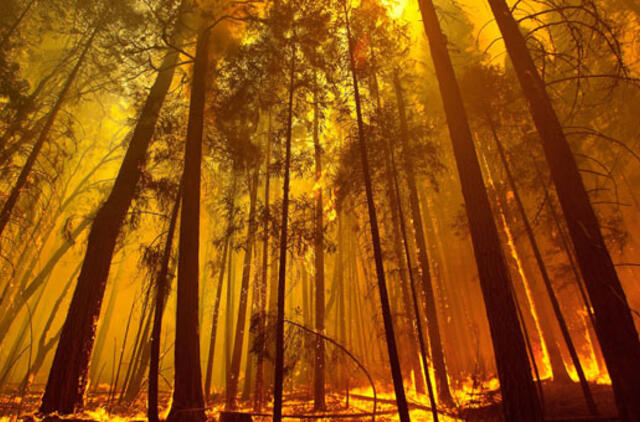 JAV: gaisras Kalifornijoje jau apėmė 600 kv. kilometrų teritoriją