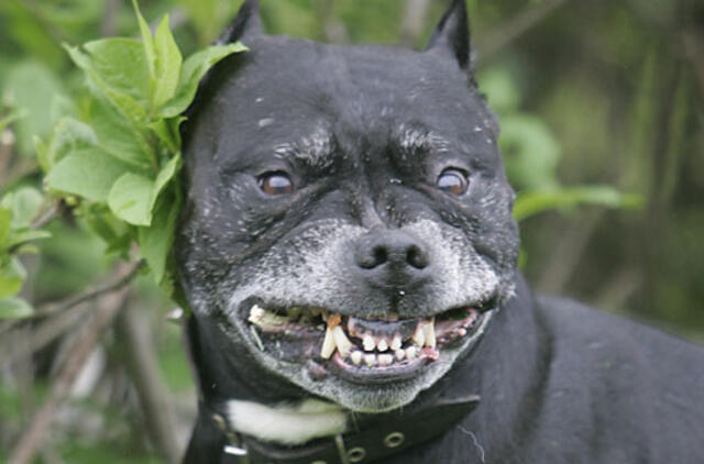 Kovinį šunį šilutiškiui teko vaduoti plikomis rankomis