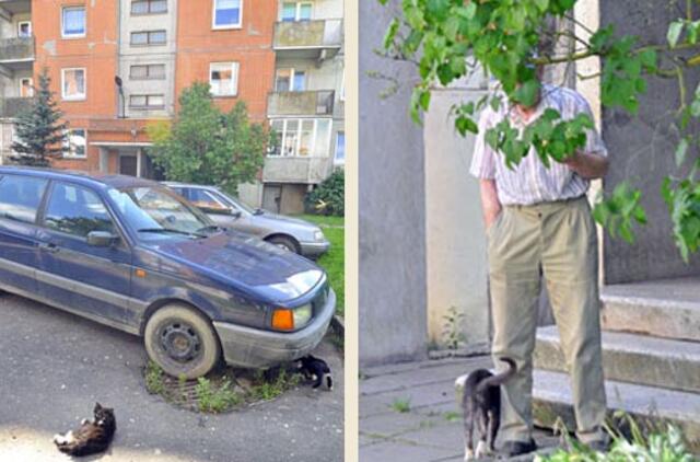 Kretingos daugiabučio kiemą okupavo katės