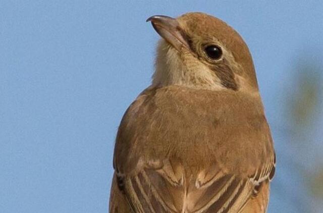 Lietuvos orintologai kelia analogų pasaulyje neturinčią sparnuočių gaudyklę