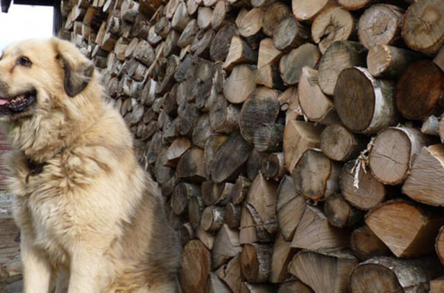 Malkų kainos nesikeičia