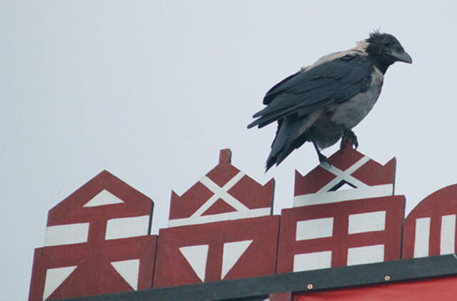 Neringa tęsia įtartinų pirkimų vajų