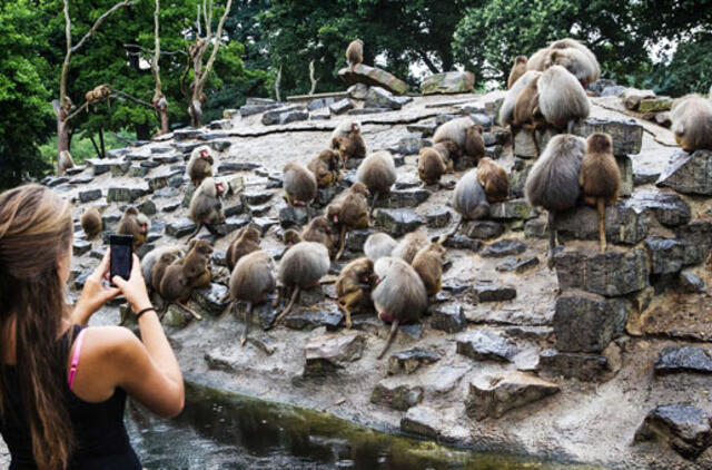 Pavianai Nyderlandų zoologijos sode kelias dienas spokso viena kryptimi