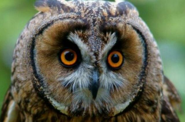 Zenono istorija: ką daryti aptikus tokį kaip jis