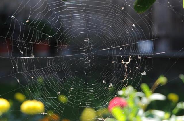 Dienos ir nakties dalybų magija