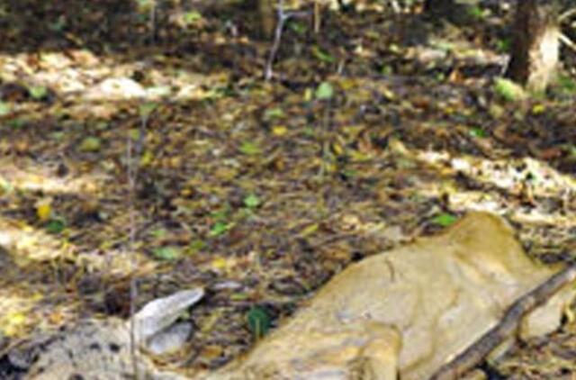 Jokūbavo miške - nugaišusios stirnos