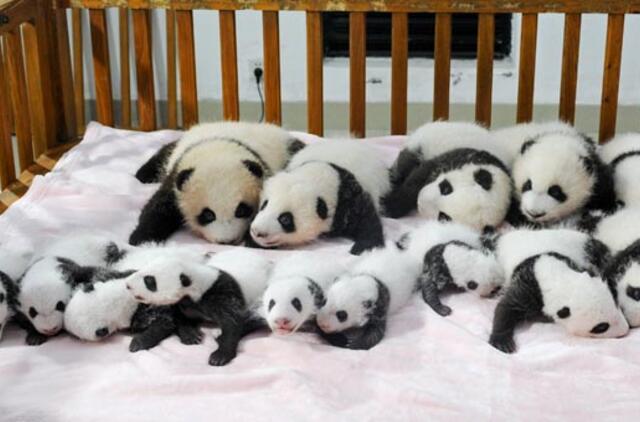 Kinijoje - 14 pandų naujagimių