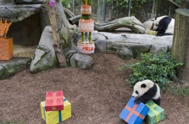 Panda švenčia: dovana 22 metų proga - 100 kg vaisinis tortas