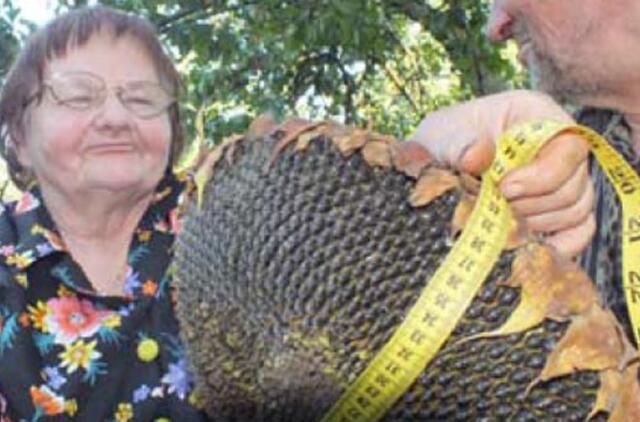 Saulėgrąža lūžo nuo svorio