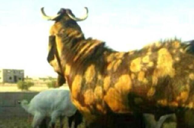 Unikalus ožys parduotas už 3,46 mln. dolerių