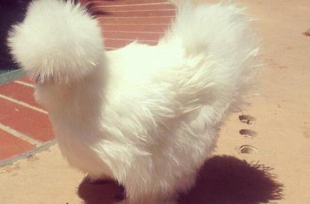 Višta Sara - brangesnė už deimantus