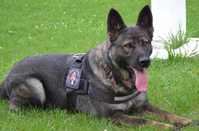 Vokiečių aviganė surado cigarečių krovinį ir susekė, įtariama, jį gabenusią ketveriukę